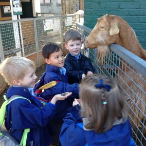 Vauxhall city farm